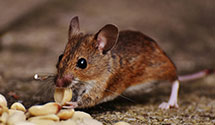 24 Hour & Emergency Exterminators in Oven Fork, KY